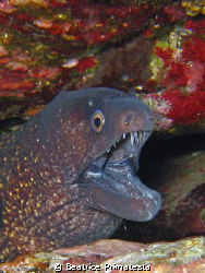 Moray eel (Muraena helena) by Beatrice Primatesta 
